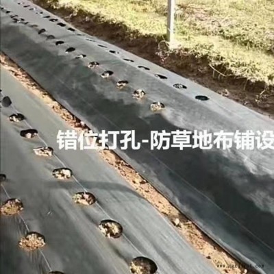 加工定制果園防草布、抗老化除草布、黑色園藝地布、PP防草布